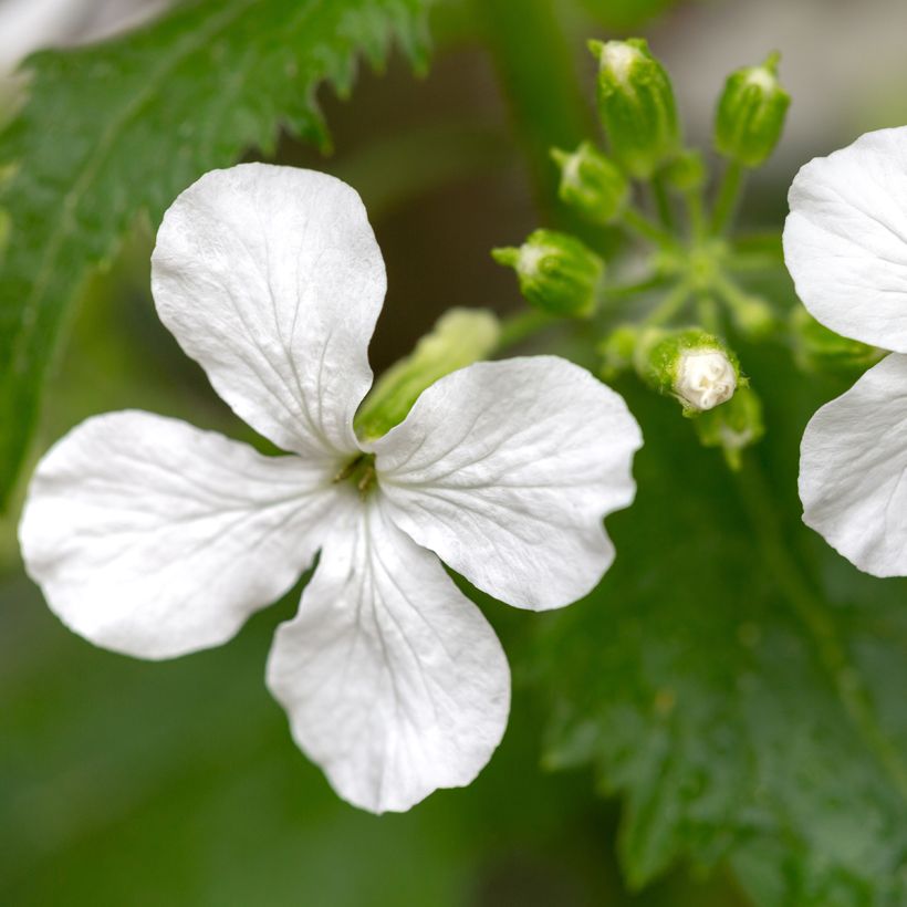 Lunaria annua Alba (semi) - Moneta del Papa bianca (Fioritura)