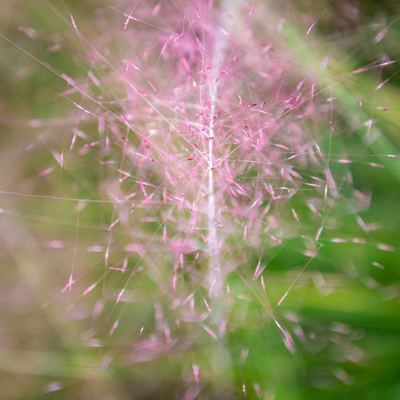 Muhlenbergia capillaris Ruby (Fioritura)