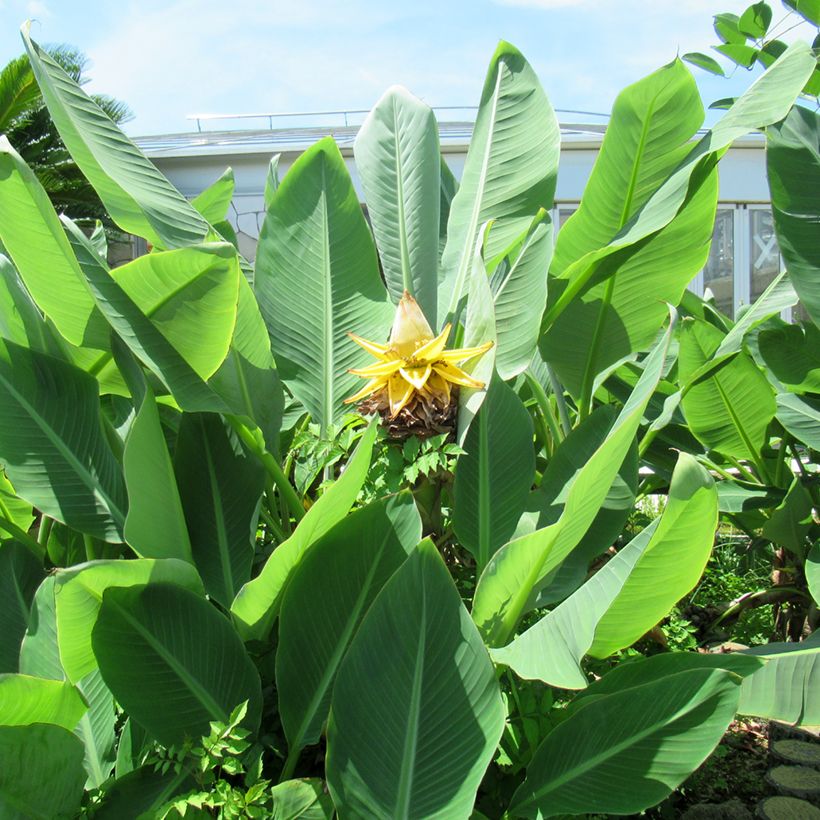 Musella lasiocarpa (semi) - Banano a fiore giallo (Fogliame)