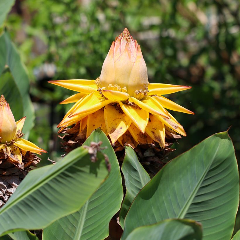 Musella lasiocarpa (semi) - Banano a fiore giallo (Fioritura)