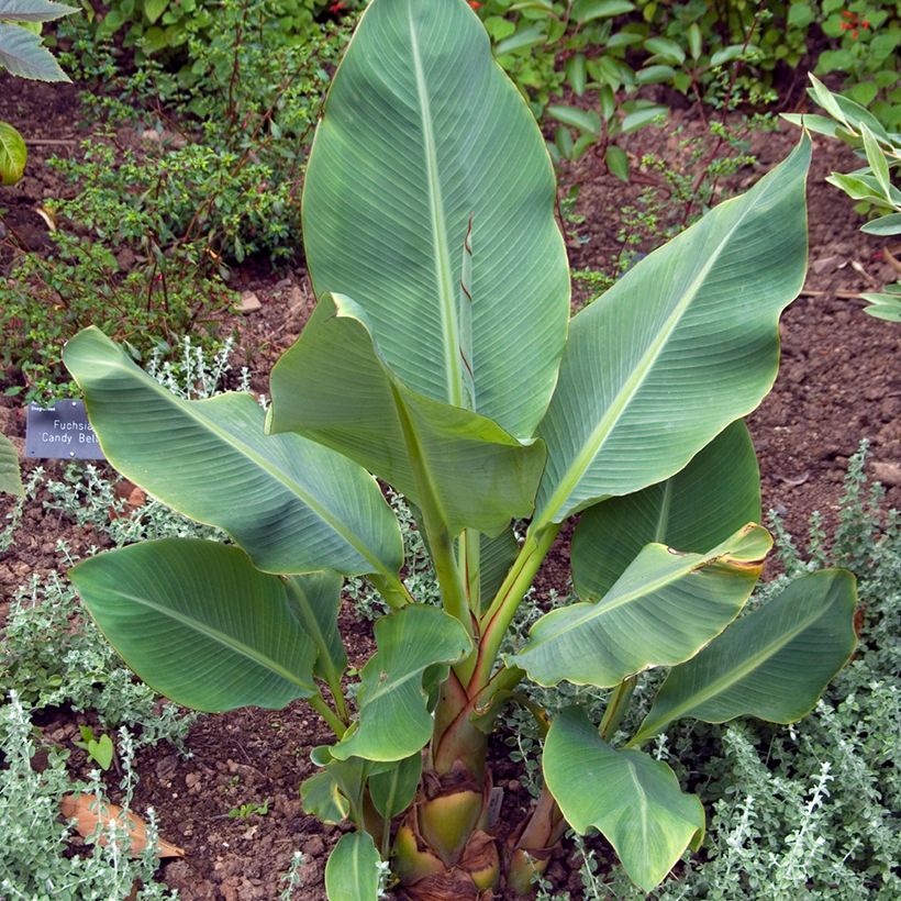 Musella lasiocarpa (semi) - Banano a fiore giallo (Porto)