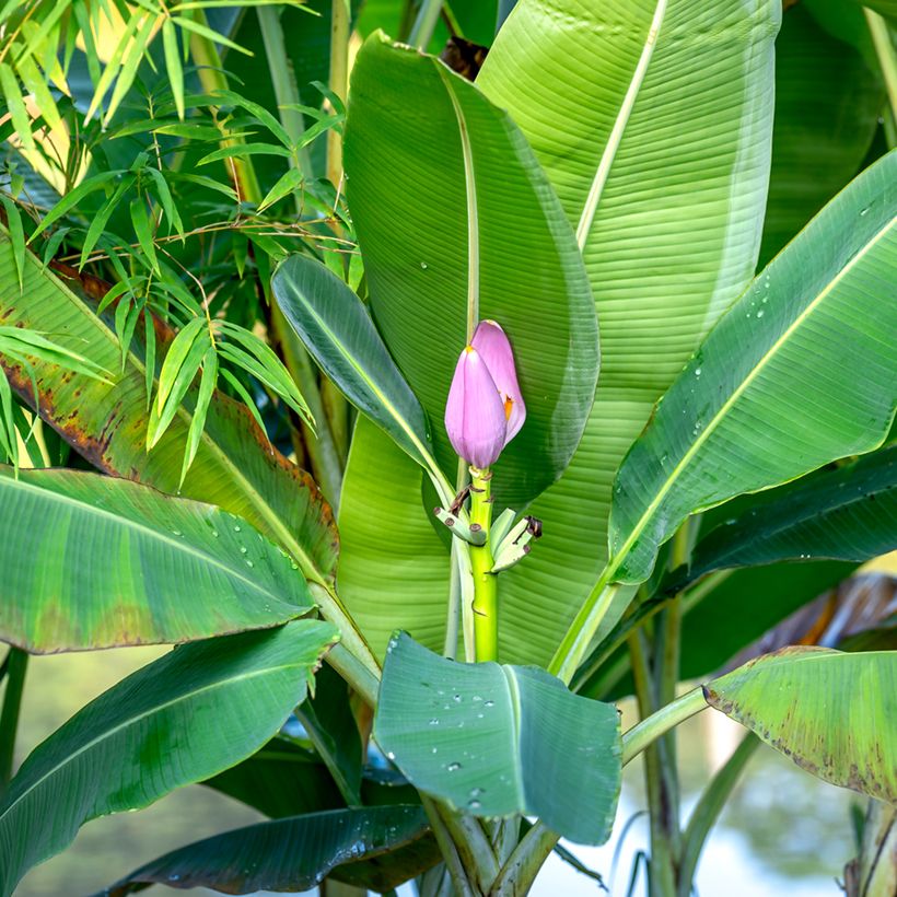 Musa velutina (semi) - Banano rosa (Fogliame)