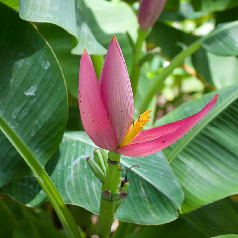 Musa velutina (semi) - Banano rosa (Fioritura)