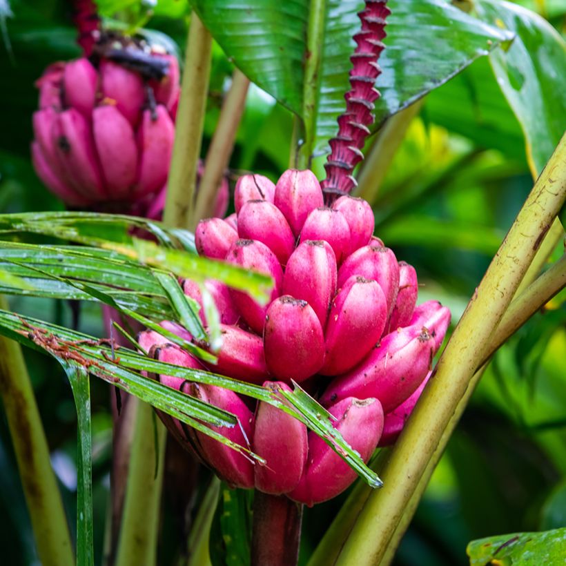 Musa velutina (semi) - Banano rosa (Raccolta)