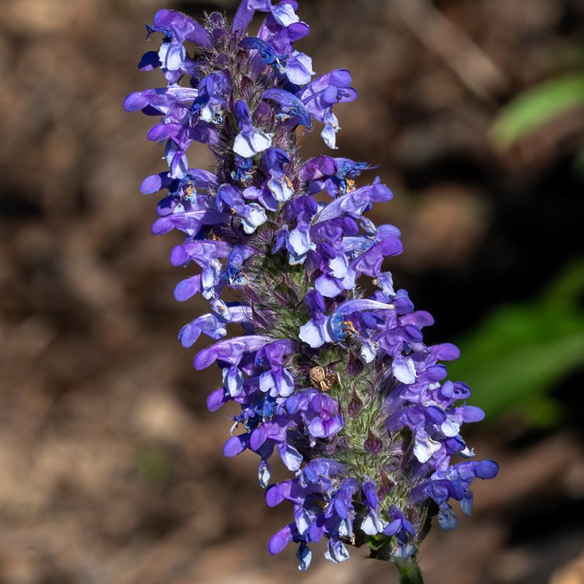 Nepeta nervosa Blue Moon (Fioritura)