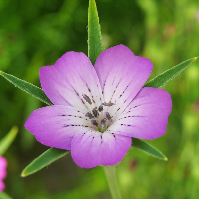 Agrostemma githago - Gittaione (Fioritura)