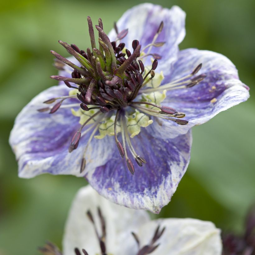 Nigella papillosa Delft Blue (Fioritura)