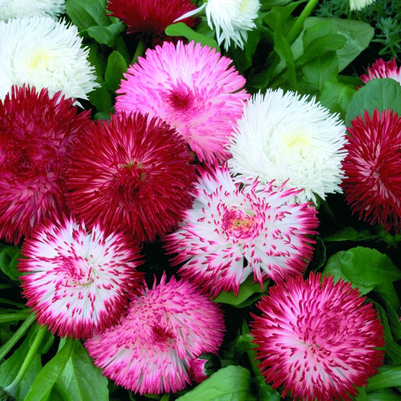 Bellis perennis Habanera Mix (semi)- Pratolina comune (Fioritura)