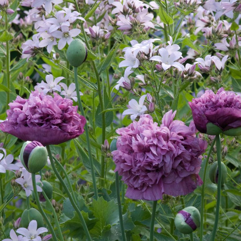 Papavero da oppio Purple Peony (Fioritura)