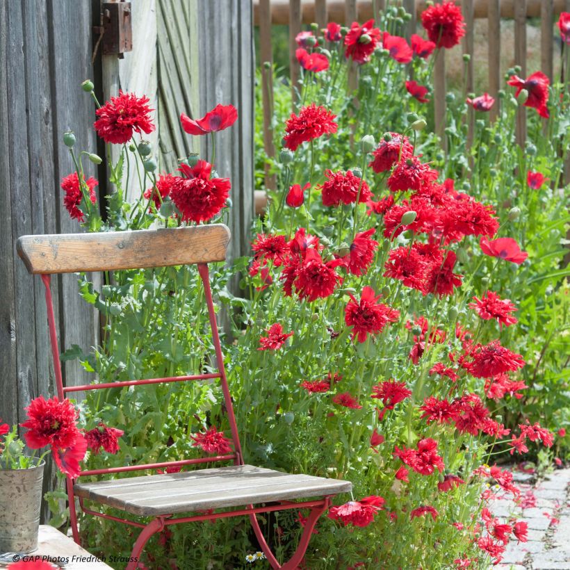 Papavero da oppio Red Peony (Fioritura)