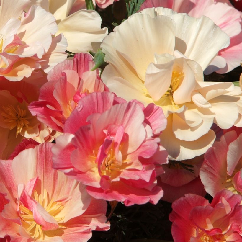 Eschscholzia Appleblossom - Papavero della California (Fioritura)