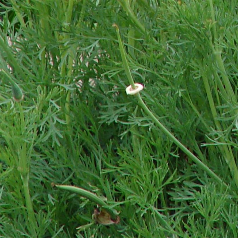 Eschscholzia Buttermilk - Papavero della California (Fogliame)