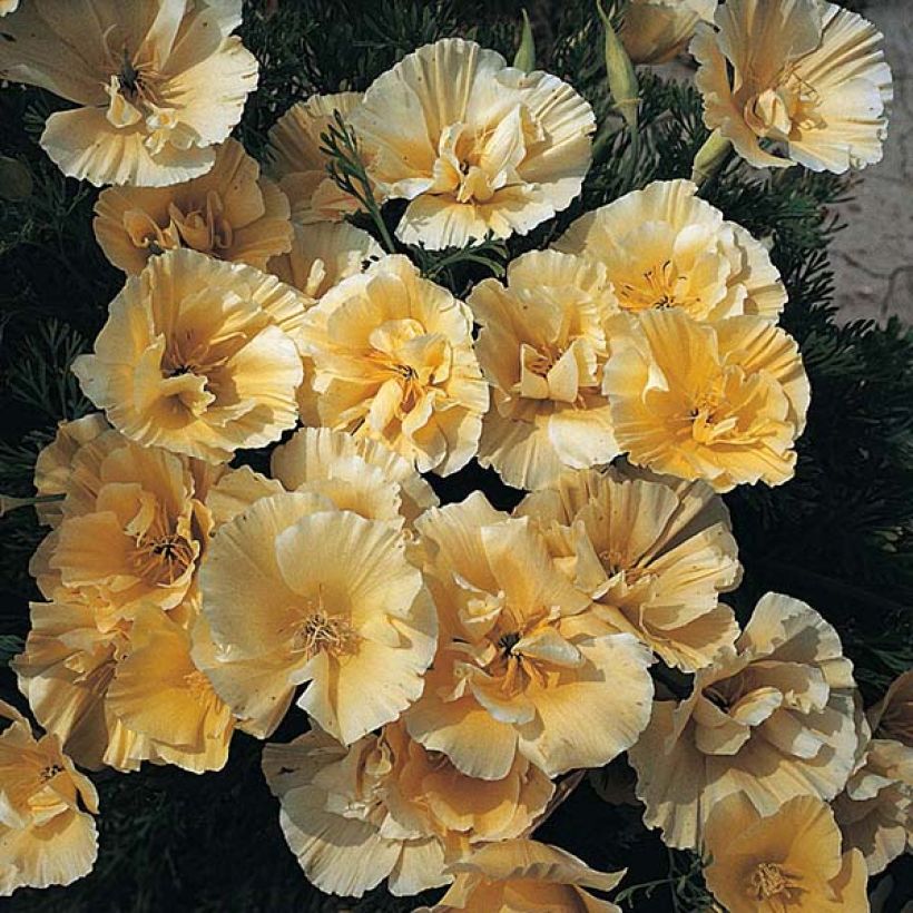 Eschscholzia Buttermilk - Papavero della California (Fioritura)