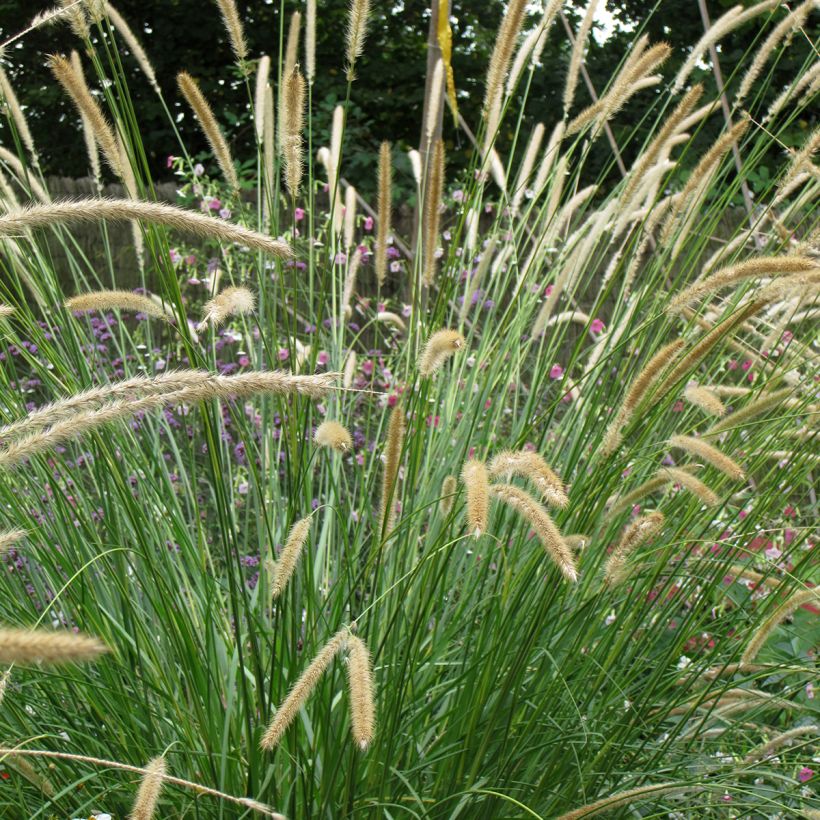 Pennisetum macrourum Tail Feathers (Fioritura)