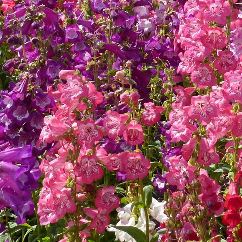 Penstemon cobaeae Wedding Bells (Fioritura)