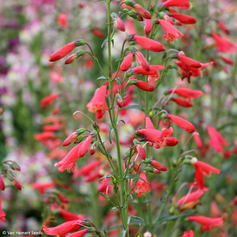 Penstemon barbatus Twizzle Scarlet (Fioritura)