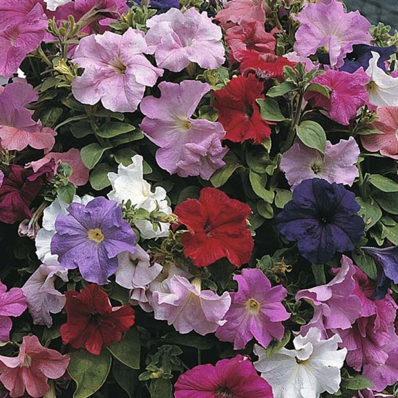 Petunia Cascade Extra (Fioritura)