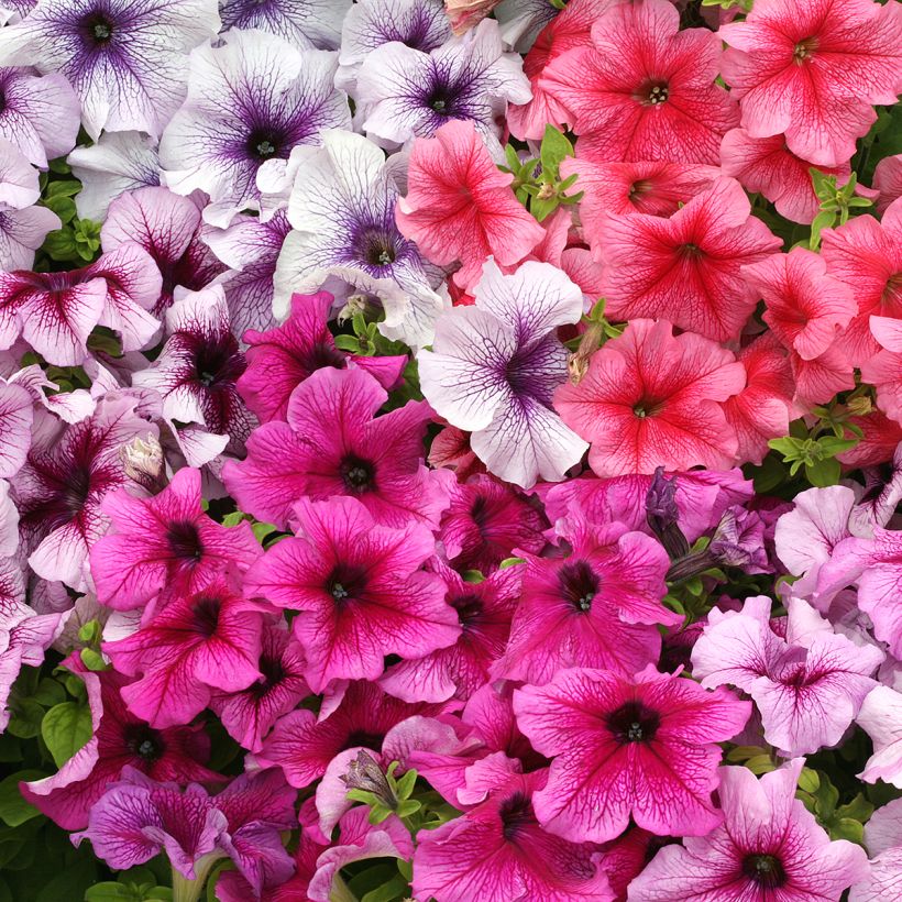 Petunia Prism Sundae Mix (Fioritura)