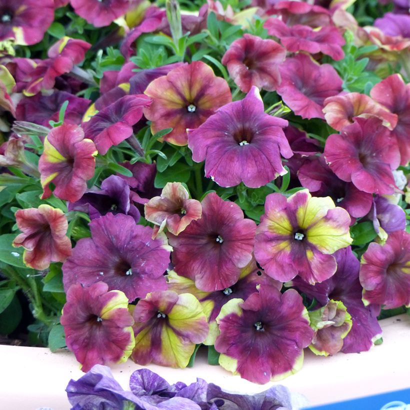 Petunia nana Shake Raspberry (Fioritura)