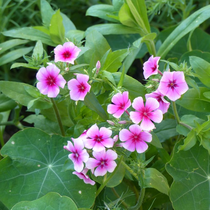 Phlox drummondii Brilliant (Fioritura)