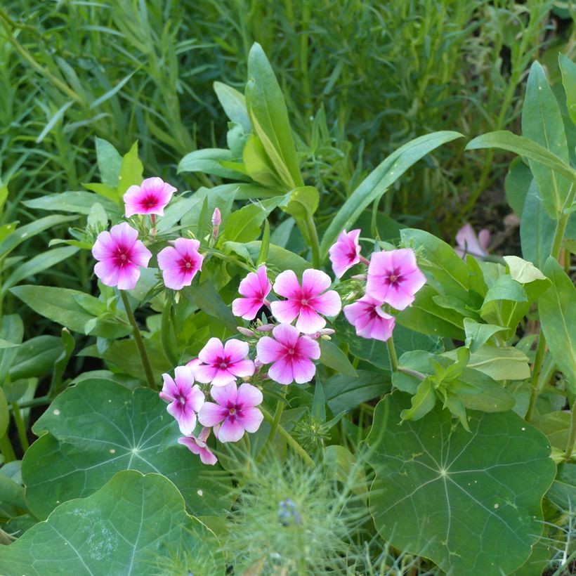 Phlox drummondii Brilliant (Porto)