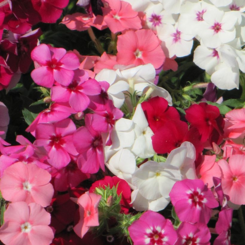 Phlox drummondii Dwarf Beauty Mix (Fioritura)