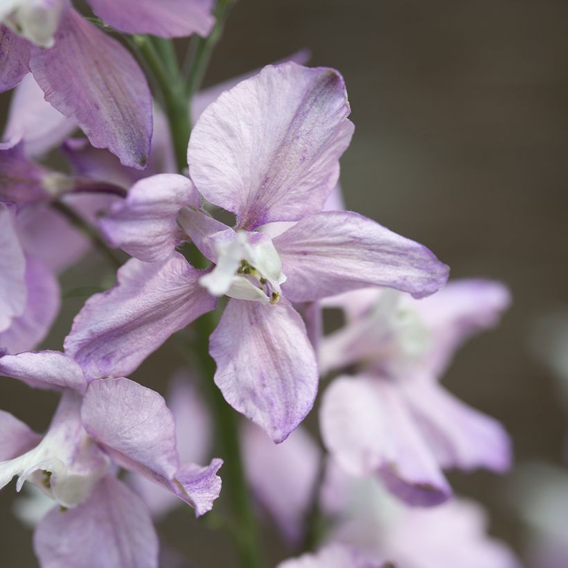 Delphinium consolida Fancy Belladonna - Speronella (Fioritura)