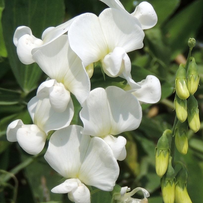 Lathyrus latifolius White Pearl (semi) (Fioritura)