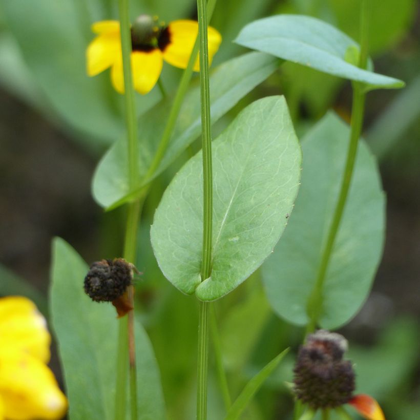 Rudbeckia amplexicaulis (Fogliame)