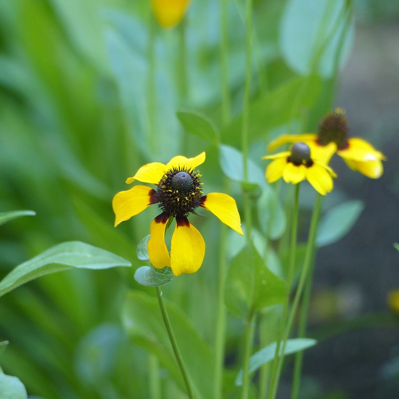 Rudbeckia amplexicaulis (Fioritura)