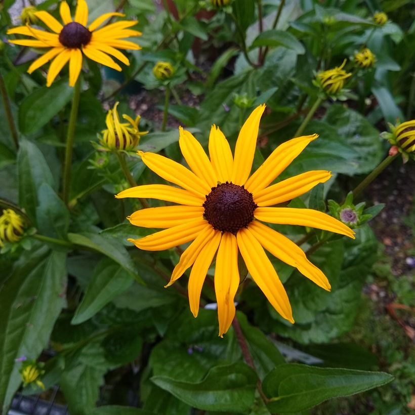 Rudbeckia fulgida var. sullivantii Goldsturm (Fioritura)