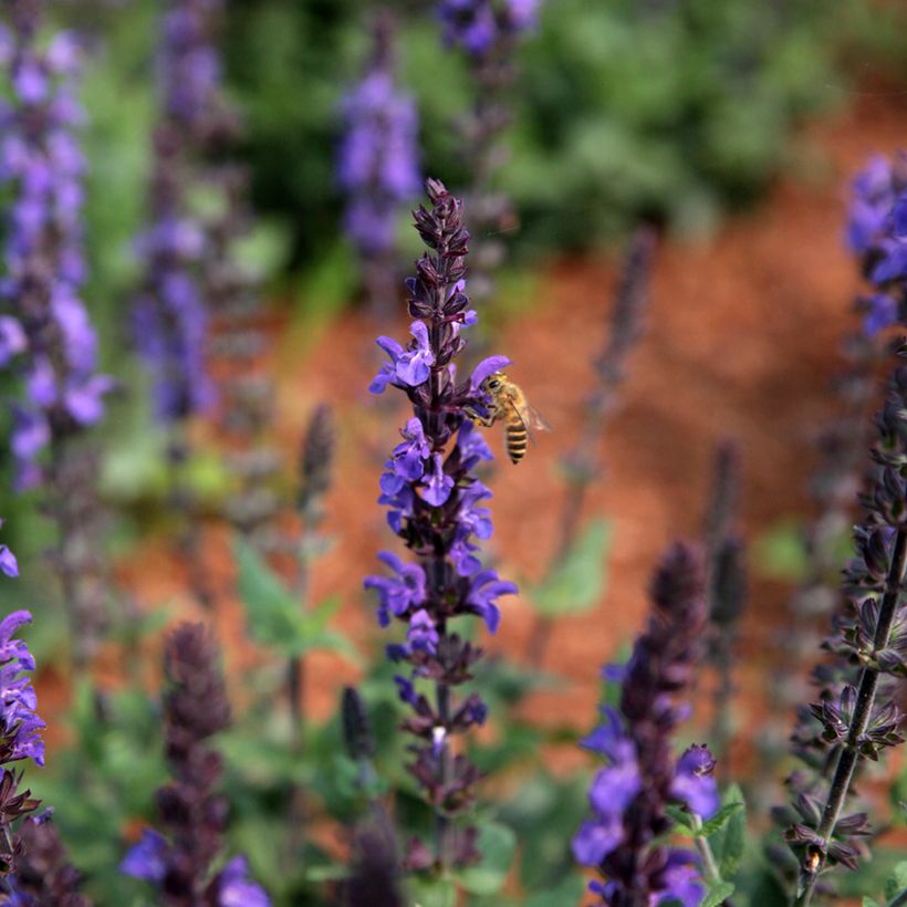 Salvia nemorosa Dwarf Blue Queen (Fioritura)