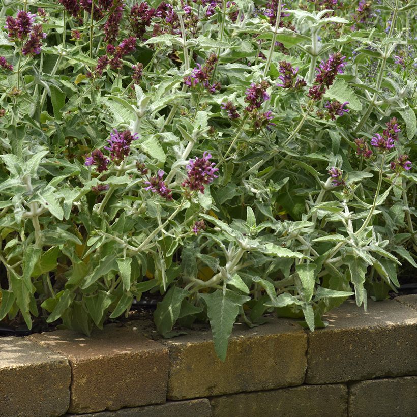 Salvia canariensis Lancelot (Porto)