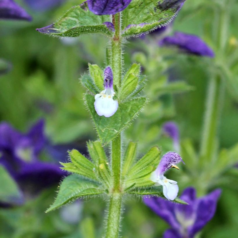 Salvia viridis Blue Monday - Salvia annuale (Fioritura)