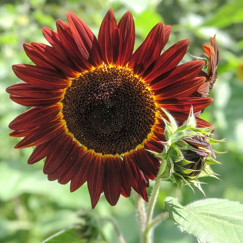 Girasole Desire Red (Fioritura)