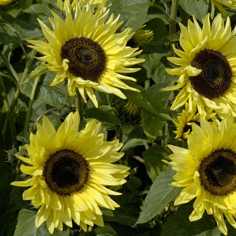 Girasole Garden Statement (Fioritura)