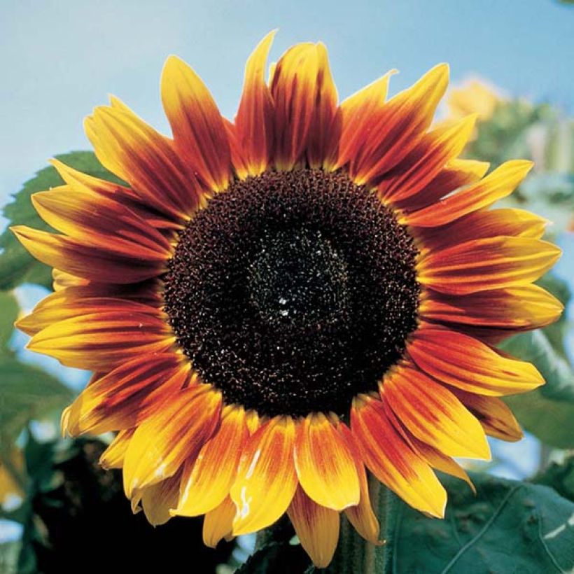 Girasole Solar Eclipse F1 (Fioritura)