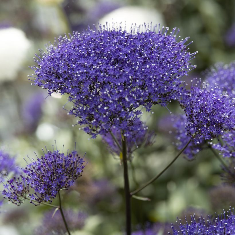 Trachelium caeruleum Black Knight - Trachelio coltivato (Fioritura)