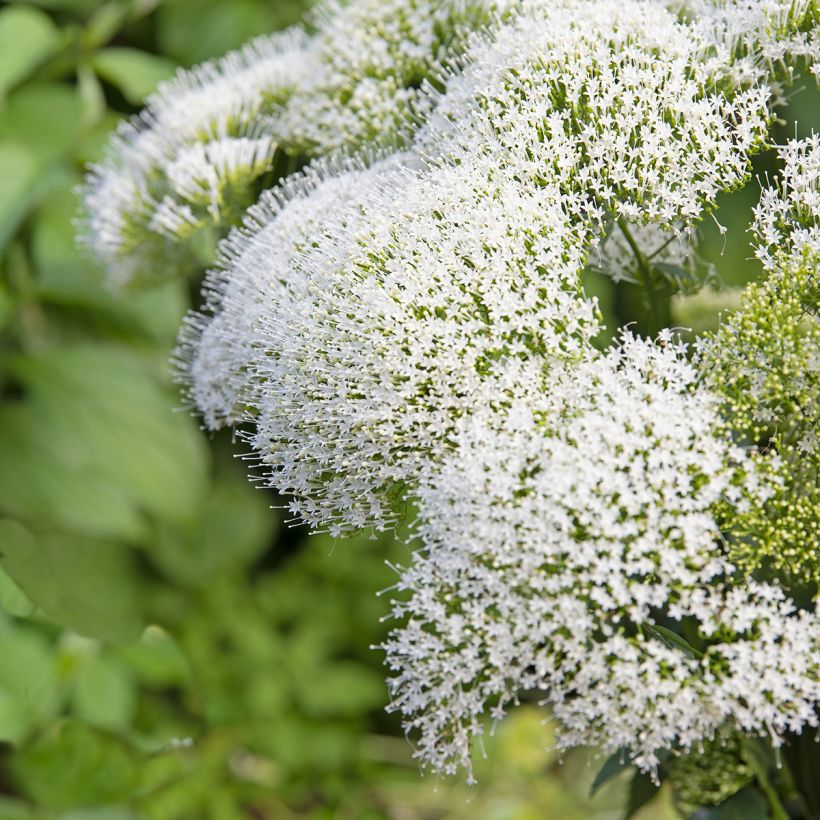 Trachelium caeruleum White Knight - Trachelio coltivato (Fioritura)