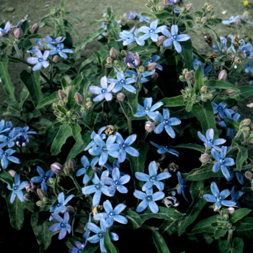 Oxypetalum coeruleum Heavenly Blue (Porto)