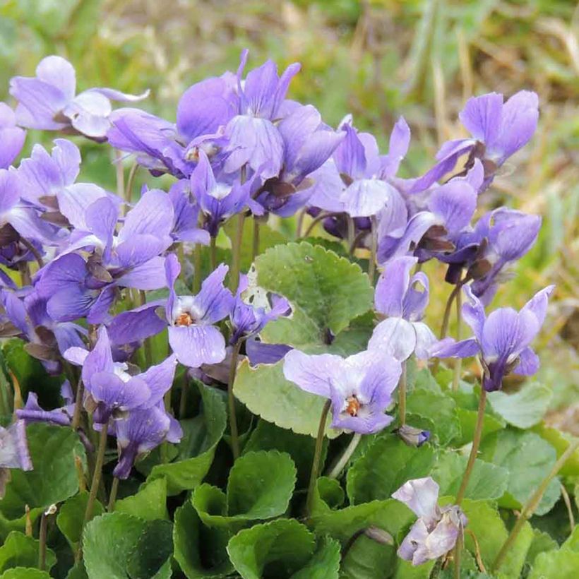 Viola mammola (semi) (Fioritura)