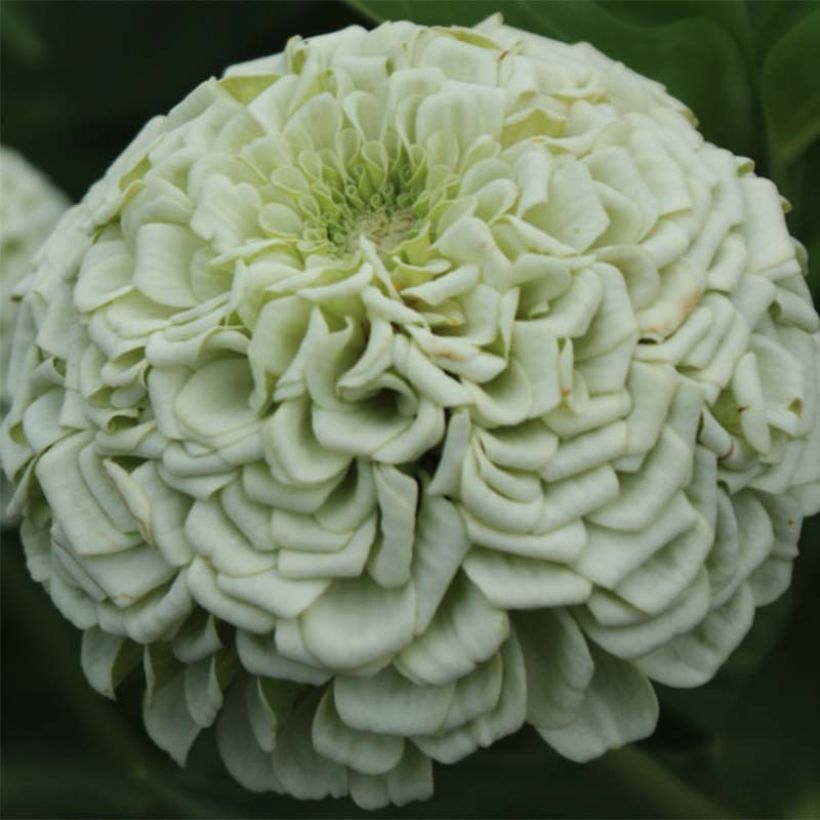 Zinnia Polar Bear (Fioritura)