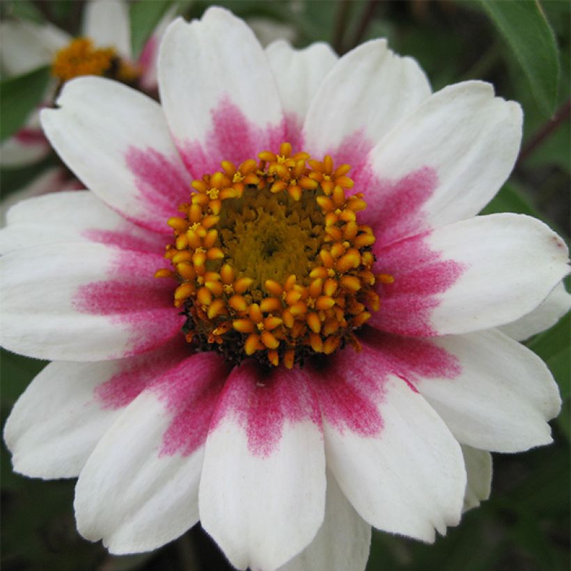 Zinnia Zahara Starlight Rose (Fioritura)