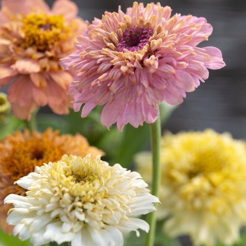 Zinnia Cresto! Peaches and Cream (Fioritura)