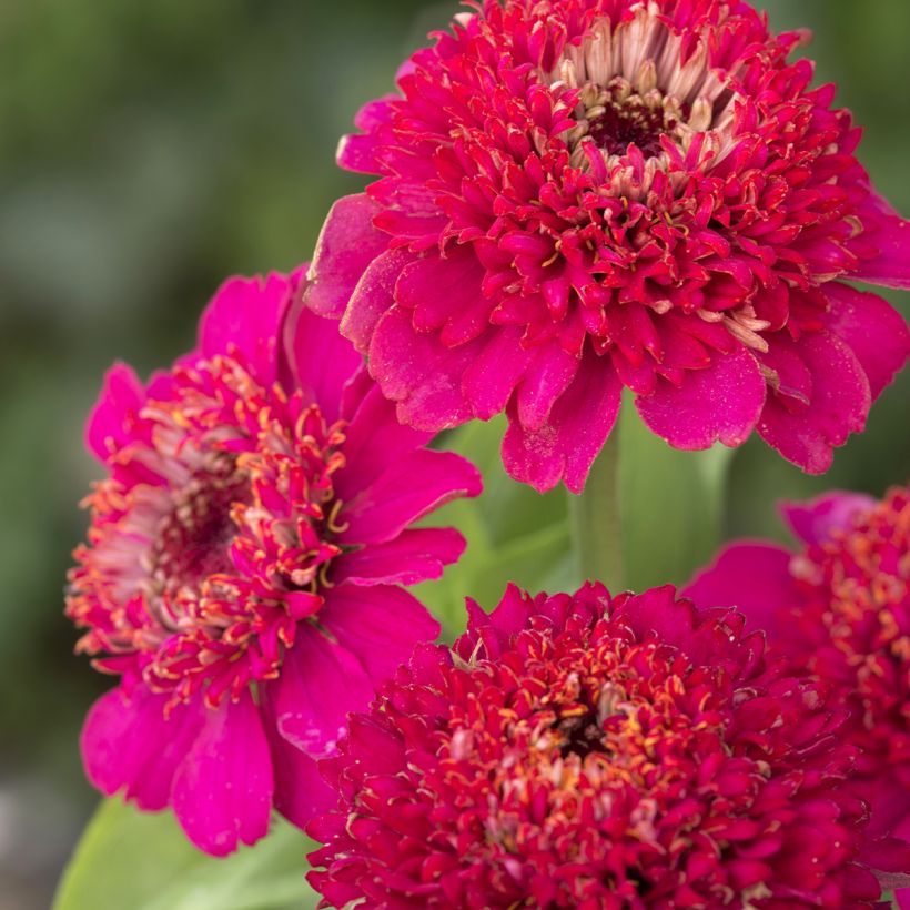 Zinnia Cresto! Violet (Fioritura)