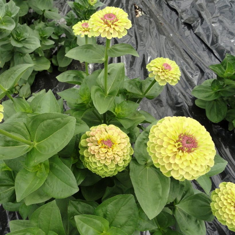 Zinnia Queen Lime with Blotch (Porto)