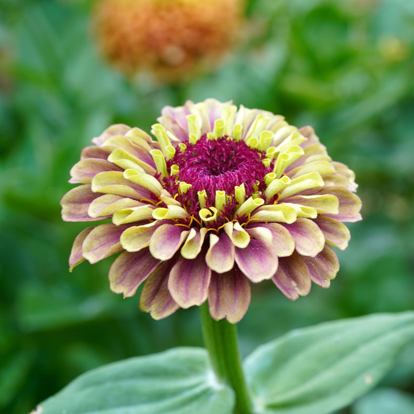 Zinnia Queen Red Lime (Fioritura)