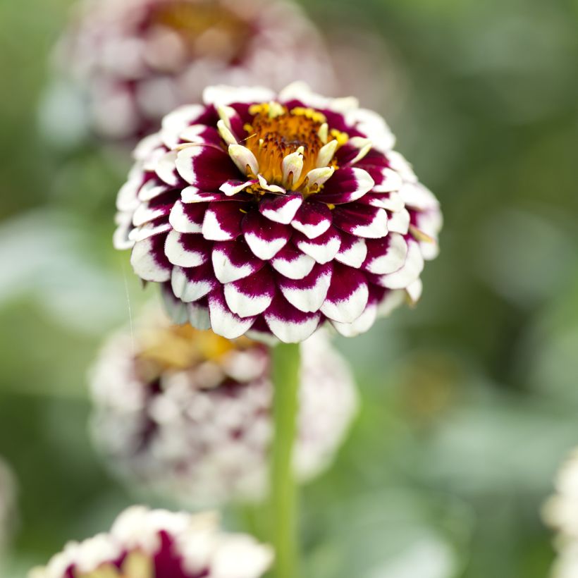 Zinnia Jazzy Red (Fioritura)