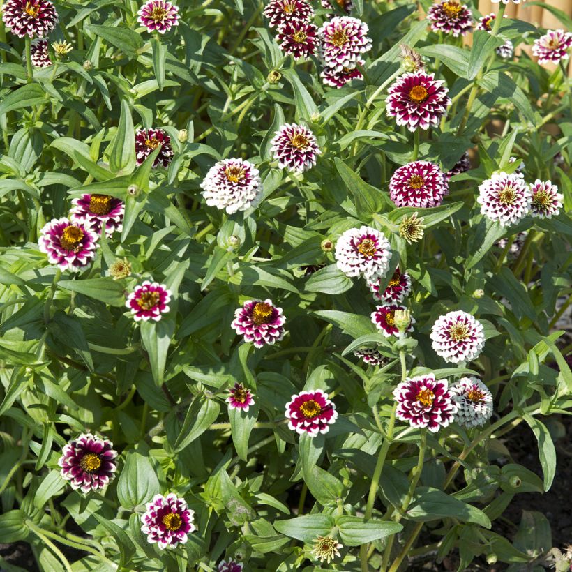 Zinnia Jazzy Red (Porto)