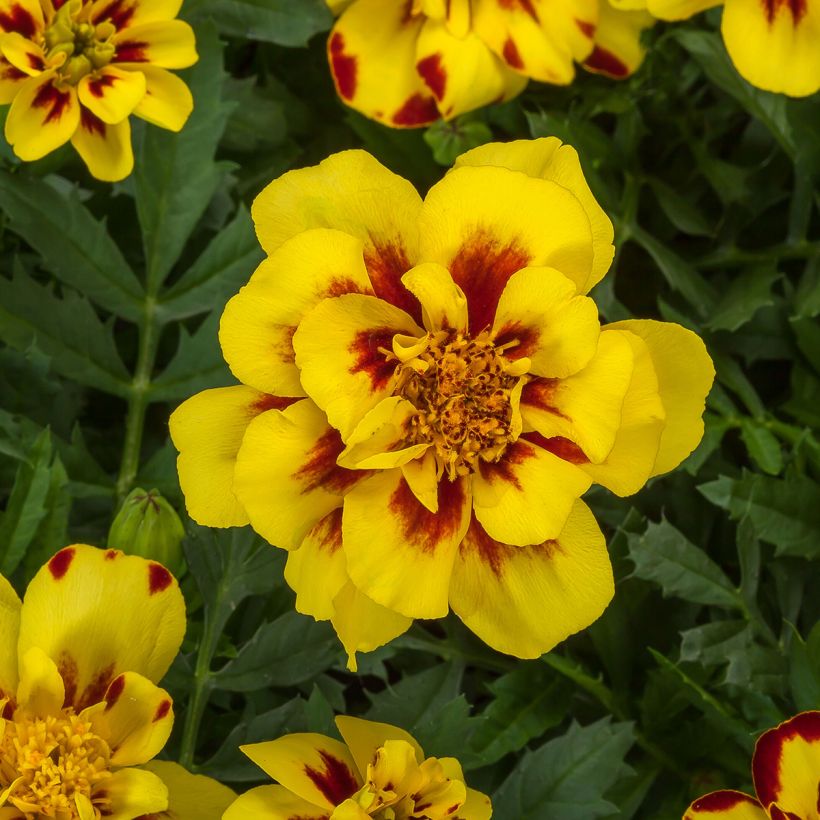 Tagetes patula Alumia Crème Brulee - Tagete (Fioritura)